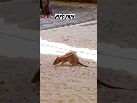 🇰🇭🐀 Hero Rats #cambodia #siemreap #apopo #herorats #demining