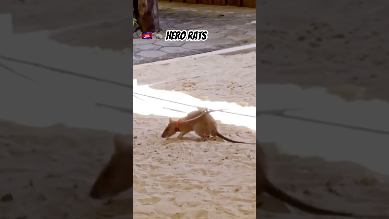 🇰🇭🐀 Hero Rats #cambodia #siemreap #apopo #herorats #demining