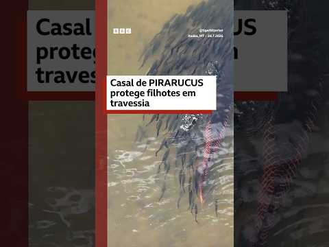 Casal de pirarucus protege filhotes durante travessia