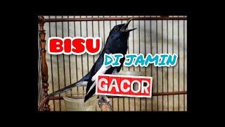 Download lagu TERBUKTI SUARA MASTERAN BURUNG KACER MALAS BUNYI I TERAPI PANCINGAN MACET BUNYI mp3 Download lagu TERBUKTI SUARA MASTERAN BURUNG KACER MALAS BUNYI I TERAPI PANCINGAN MACET BUNYI mp3
