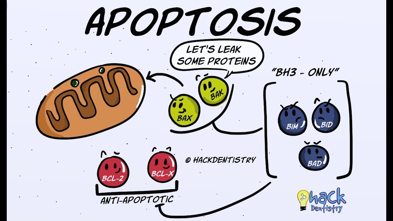 Apoptosis - Introduction, Morphologic Changes and Mechanism