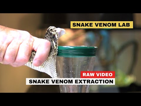 Inside Snake Venom Laboratory With Dangerous Snakes