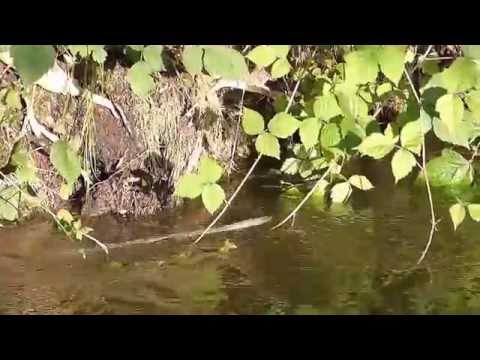 Die Schlange im Biber Paradies .