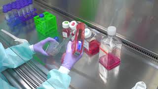 Download the video "Passaging Cells: Cell Culture Basics"