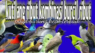 Download lagu suara pikat burung kecil kutilang ribut kombinasi burung kecil mp3 Download lagu suara pikat burung kecil kutilang ribut kombinasi burung kecil mp3