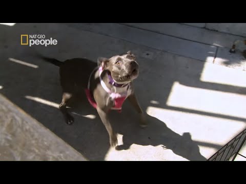 Byli w szoku, że ktoś opanował ich psa [Cesar Millan na ratunek]