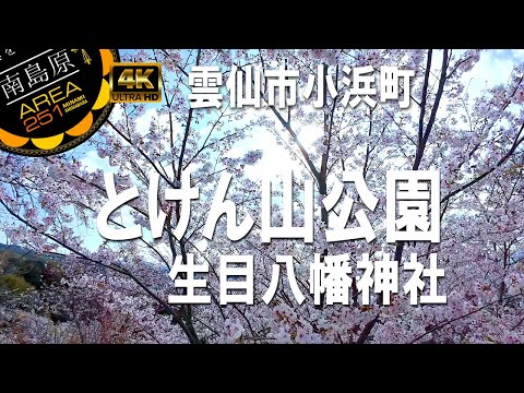 桜 2025｜とけん山公園｜生目八幡神社【小浜温泉】雲仙市小浜町