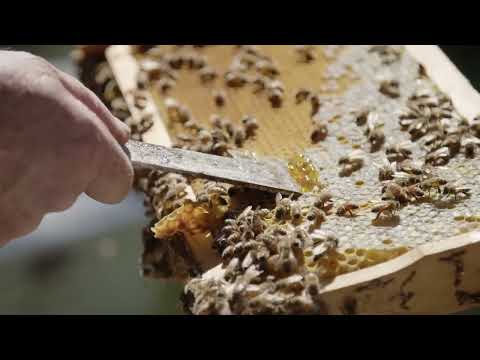 Jarrah Honey, the rarest honey in the world form Western Australia