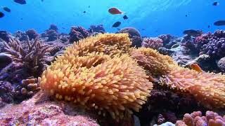 6 LỒNG TIẾNG   CORAL REEF