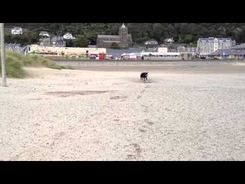 Tehya on the beach in Barmouth