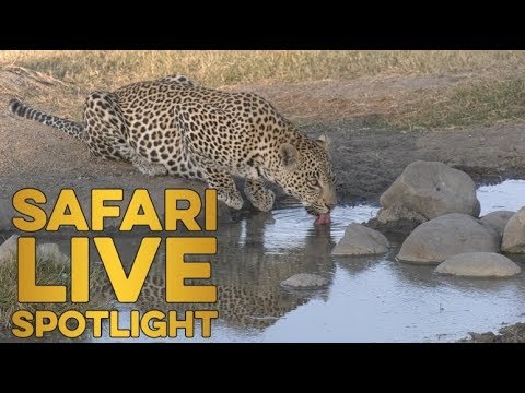 The unusual society of the royal leopards of Djuma