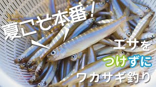 夏こそ本番！エサをつけずにワカサギ釣り～エッグアームワカサギー～