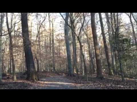 Grackles swarming in Fernbank Forest