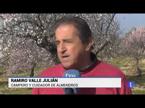 Almendro en flor - RTVE Extremadura