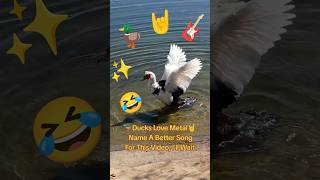 🦆Ducks LOVE Metal!🤘 #funny #metal #comedy #duck #lol #heavymetal #rock #punk #nature #meme #memes