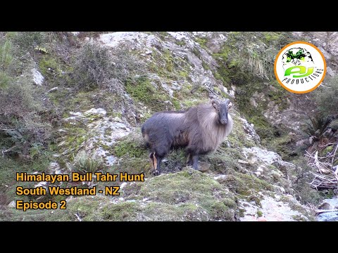Himalayan Bull Tahr Hunt South Westland - New Zealand (EP 2)