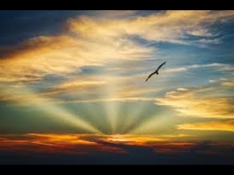 Vết chim bay - Hoàng Hoa