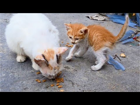 Hungry Mom Cat Not Allowing Her Skinny Kitten To Eat The Food I Gave