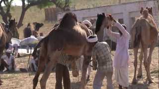 India - Land of Kings - HD