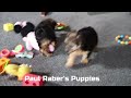 Yorkiepoo dogs for sale: Rosie  3lbs - Video 1