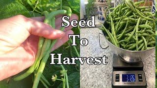 Growing Green Beans. Everything you need to know.