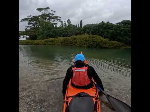 QK Penguin sea kayak #seakayak #mangrove #kayaker #newzealand