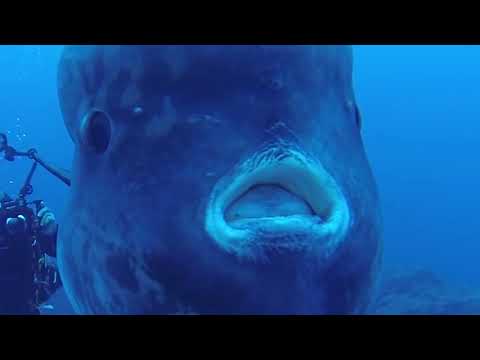 THE NIX FT. LAETITIA SADIER (STEREOLAB) - UNTIL NOW ALL IS WELL (Official video)