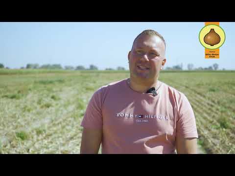 Produkcja CEBULI bez tajemnic.