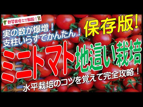 リコペルシコンについて詳しく解説