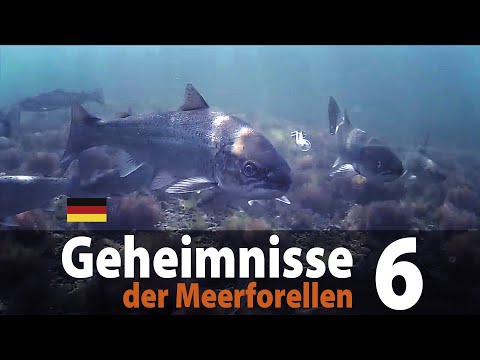 Geheimnisse der Meerforellen 6 - Fliegenfischen
