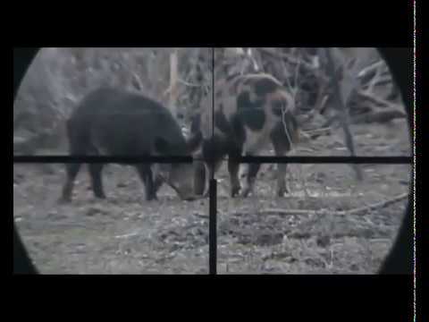 Azılı Domuz Avı (Great shot and pig hunt)...!!! Pig vs Wild boar. Hunting Perfect Shot