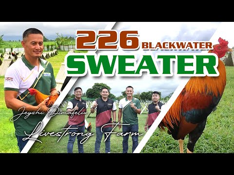 SWEATER 226 (Blackwater-Abello) of Jeyshi Dimafelix - Livestrong Farm