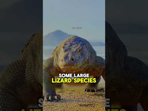 "190 Years Old… And Still Going! 🐢⏳ #shorts"