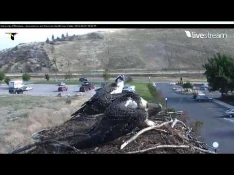 Hellgate Ospreys  Sept 1 14 parent in with huge fish