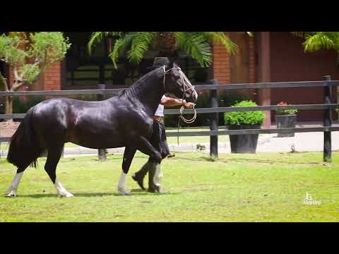 Lote 37 ZORRO DO RECANTO CRIOULO
