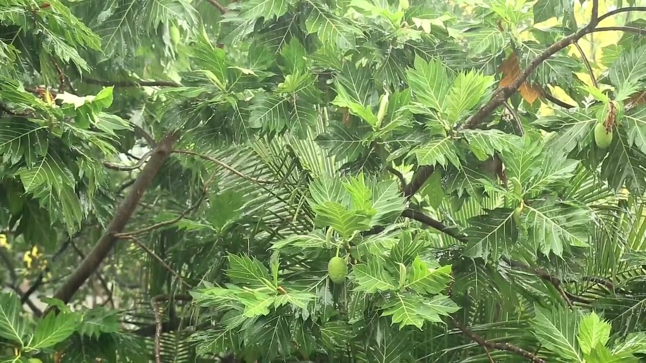 Breadfruit in the rain