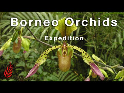 Borneo Orchids Expedition