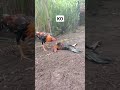 Satu Kali Pukulan Langsung KO Ayam