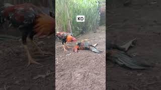 Download lagu satu kali pukulan langsung KO#ayam mp3 Download lagu satu kali pukulan langsung KO#ayam mp3