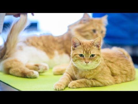 How to tell if your cat is in pain - YouTube