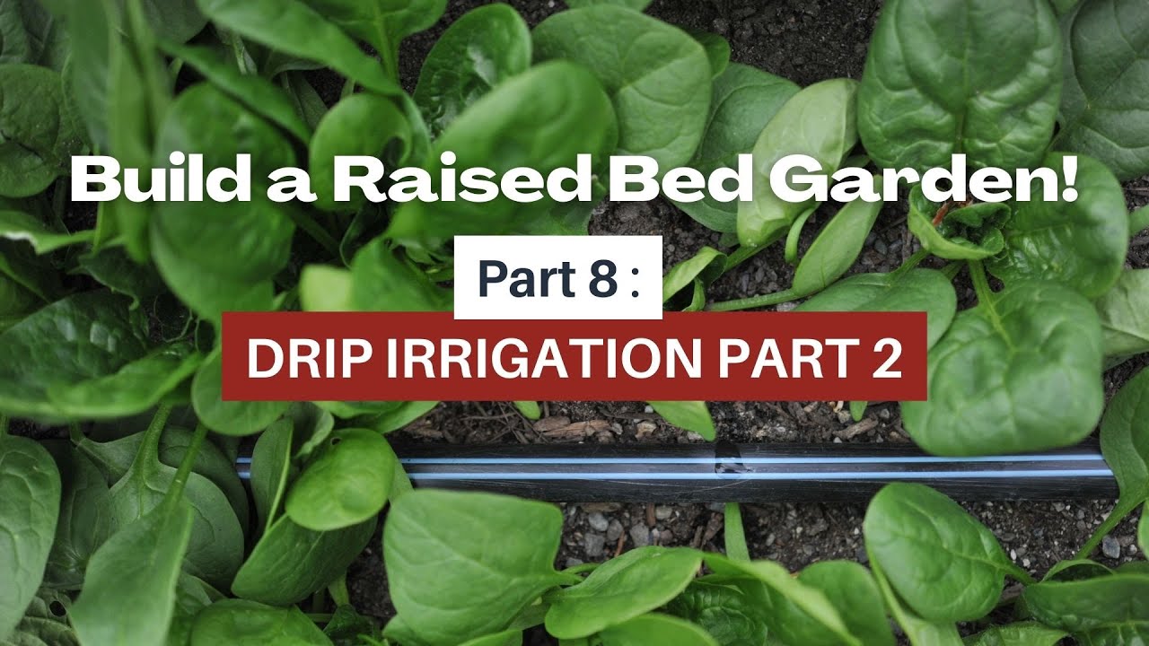 Building a raised bed vegetable garden: drip Irrigation part 2