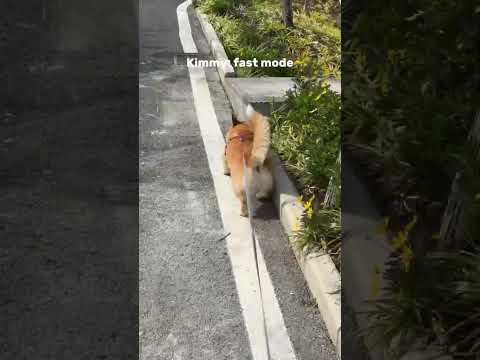 What’s the difference between walking a dog and a cat #cat #corgi #cute #dog #pets #doglove