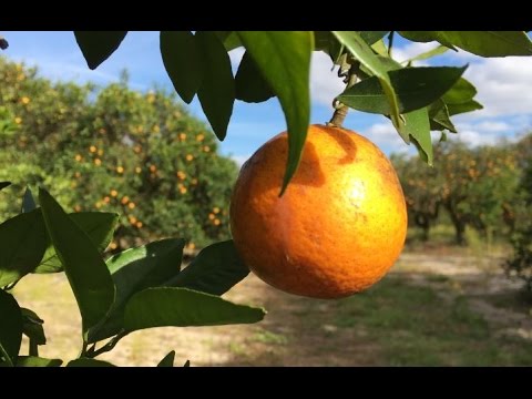 download lagu mp3 mp4 Farms To Visit In Florida, download lagu Farms To Visit In Florida gratis, unduh video klip Farms To Visit In Florida