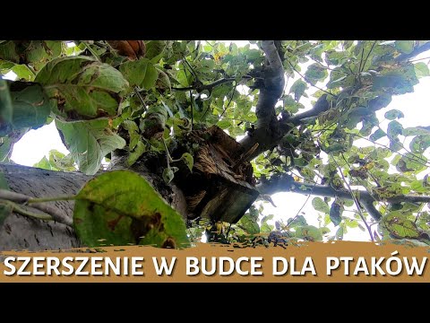 Szerszenie w budce dla ptaków - usuwanie gniazda - likwidacja gniazda - gniazdo szerszeni