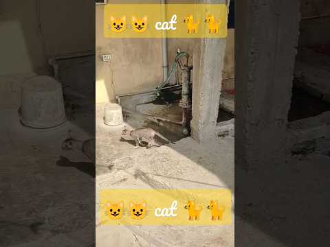 😺😺😺😺😺🐈🐈🐈🐈