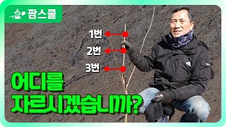 수분수! 심은뒤 아무렇게나 자르면 큰일납니다. ㅣ 감나무 명인의 수분수 심는방법 ㅣ 수분수 식재