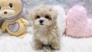 ハーフ犬の動画01