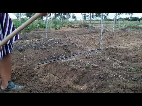 como começar uma horta do zero