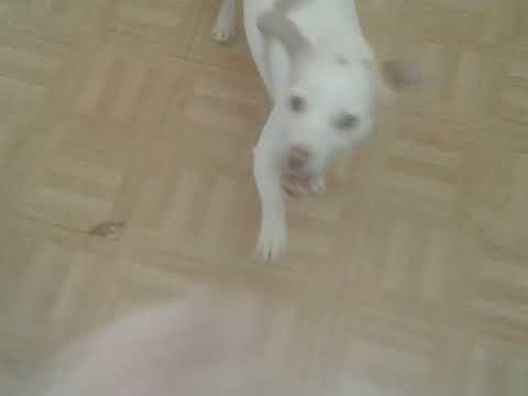 Playing and messing with my dog