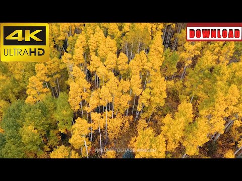 🎁4K Vibrant golden fall foliage Aspen trees in autumn | DAILY NATURE FOOTAGE